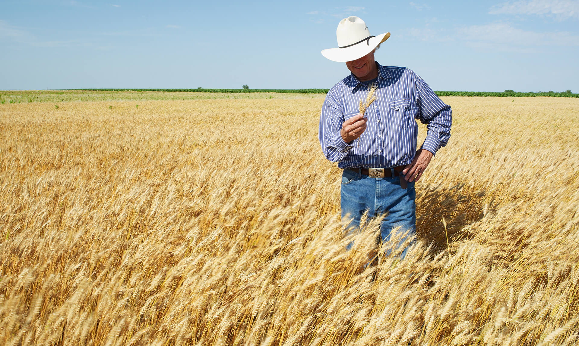 Man in wheat field