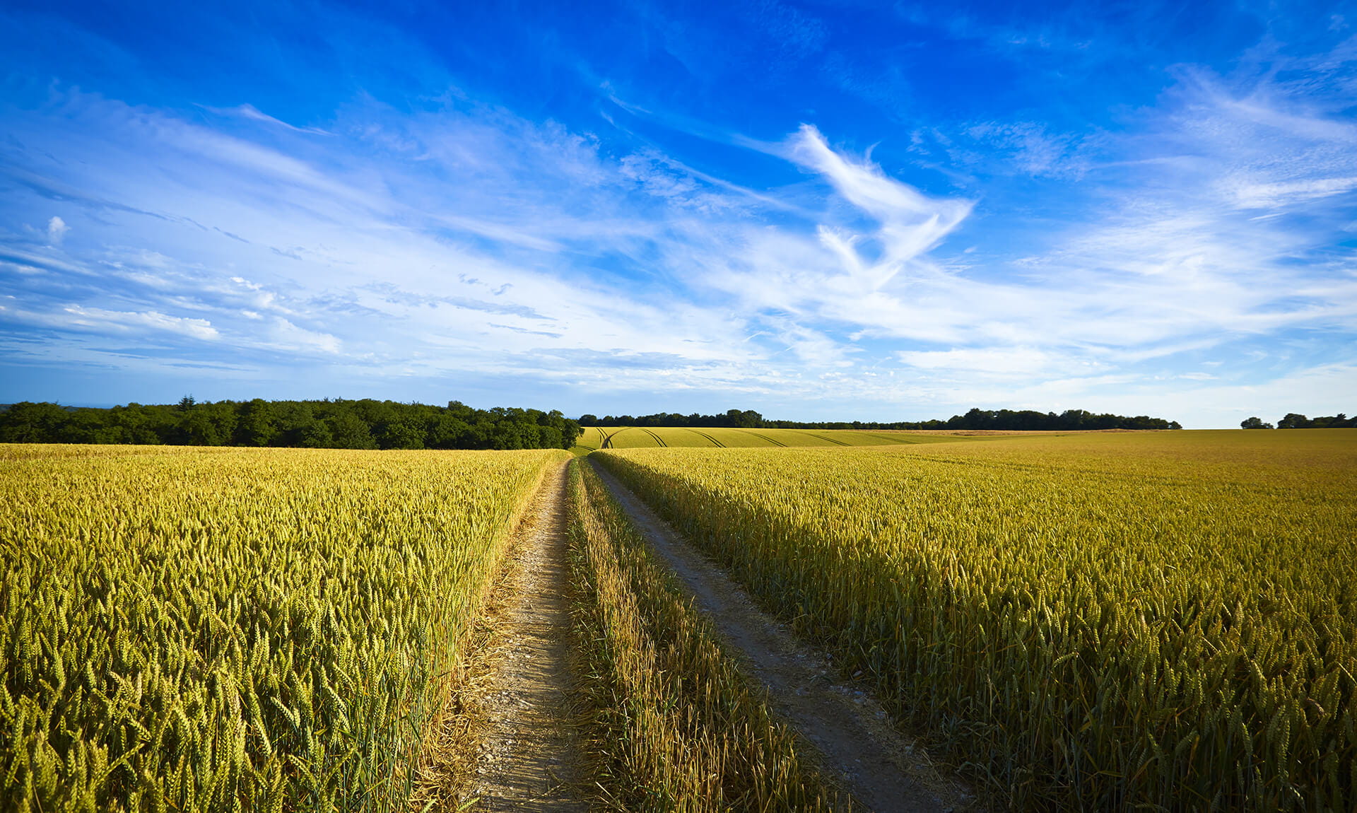 Open Corn Field